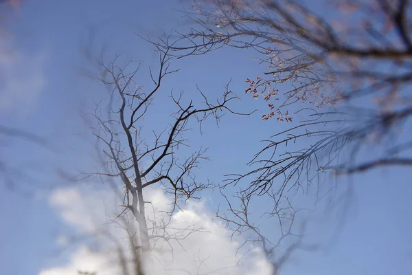 Bare Tall Trees Background Blue Sky White Clouds — Stock Photo, Image