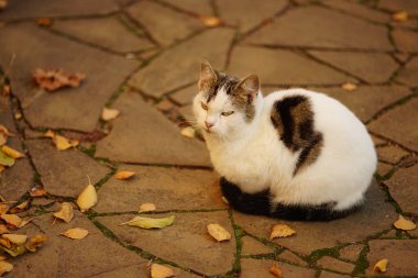 Beyaz benekli kedi, güneşli sonbahar bahçesinde yolda kuru yapraklarla dinleniyor..