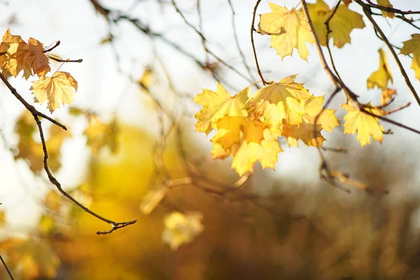 Прекрасне Жовте Листя Кленового Дерева Гілках Осіннього Парку — стокове фото