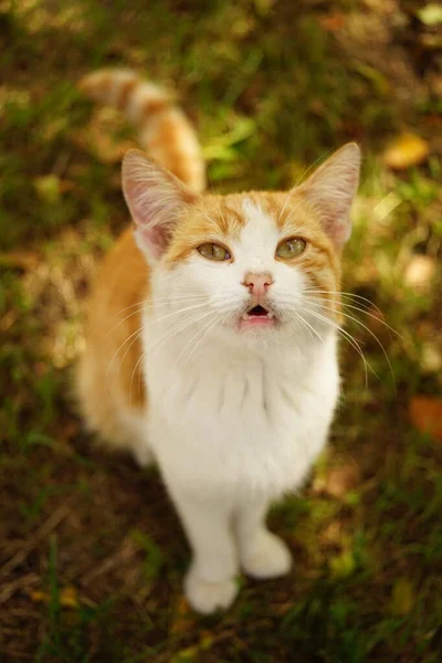 Porträtt Ung Röd Vit Katt Med Öppen Mun Sommarträdgården — Stockfoto