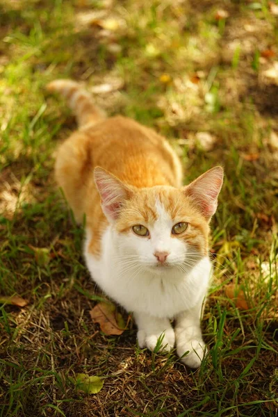 Porträtt Ung Ingefära Vit Katt Vilar Sommarträdgården — Stockfoto