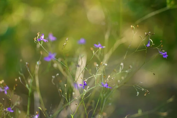 Zarte Blaue Blumen Wachsen Wilden Garten — Stockfoto