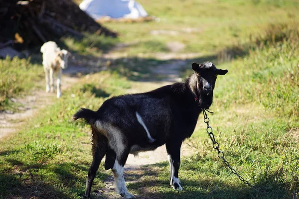 Ritratto Una Capra Nera Guinzaglio Prato Estivo — Foto Stock