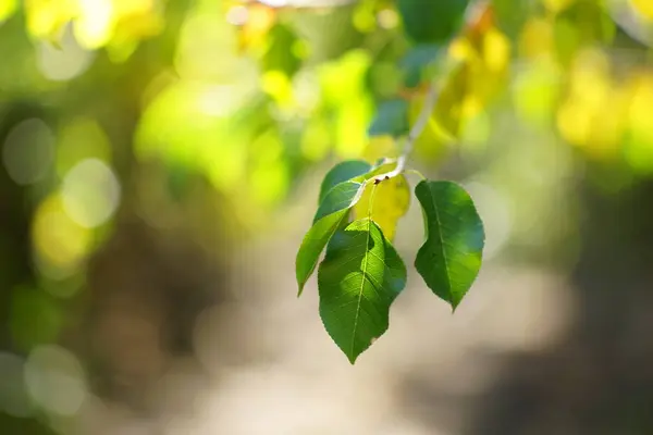 Дивовижний Сонячний Ліс Зелене Листя Гілці Тебе Художня Картка — стокове фото