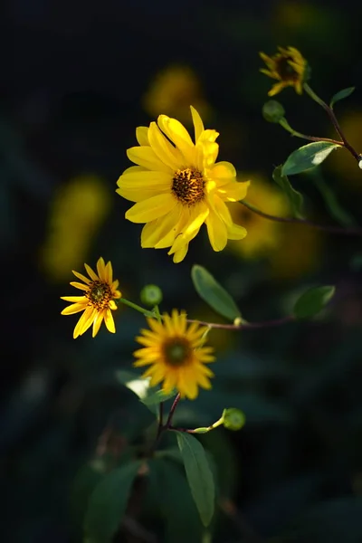 Napfényes Sárga Virágok Nőnek Sötét Nyári Kertben — Stock Fotó
