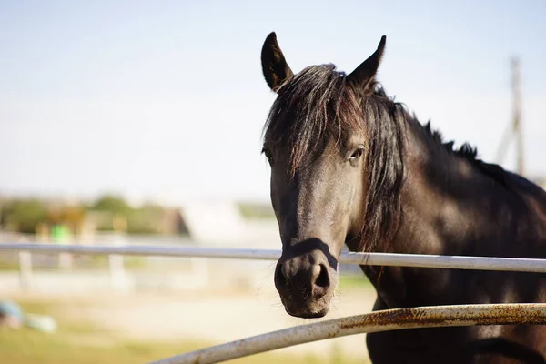 Retrato Cavalo Preto Exterior Close Rosto Dia Ensolarado — Fotografia de Stock