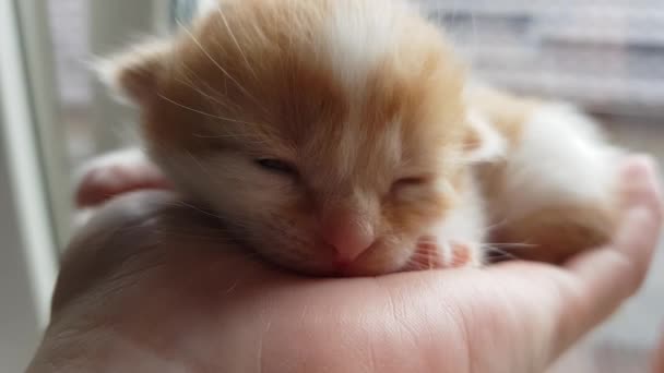 Pasgeboren Gember Wit Kitten Rusten Vrouwelijke Hand — Stockvideo