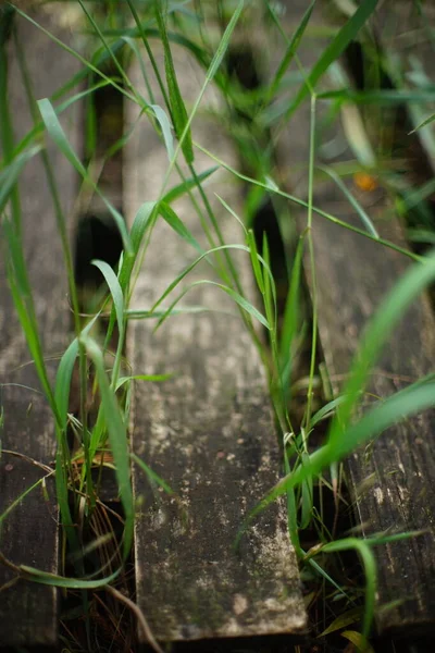 古い板橋の上に広がる緑の葦の草 — ストック写真