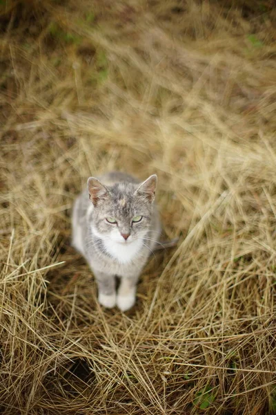 Grey Cat Sits Dry Hay Garden — Stock Photo, Image