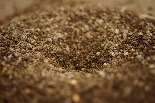 Pequeno Ninho Formigas Close Vista Macro Formigueiro — Fotografia de Stock