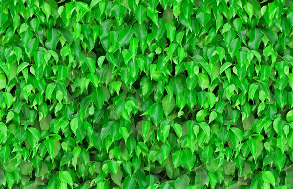 Kusursuz yeşil yapraklar arkaplanı — Stok fotoğraf