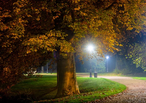 Slingrande väg genom färgglada hösten skogsmark upplyst på natten av gatlyktor i en lugn scen — Stockfoto