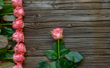 Yan sınır güzel taze pembe Gül