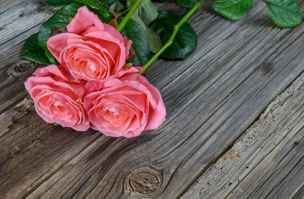 Sevgililer hediye ile üç taze pembe güller — Stok fotoğraf