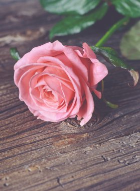 Rustik bir tabloda tek pembe Gül