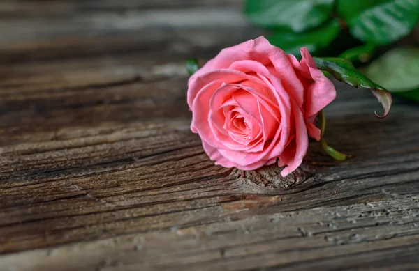 Rosa steg på ett rustikt bord — Stockfoto