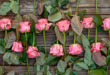 Pembe güllerin ters bakan sıraları