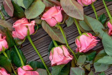 Pembe gül sıraları karşı karşıya ters yukarı yakın