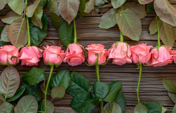 Pembe güllerin ters bakan sıraları