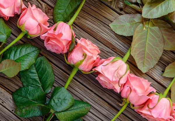 Närbild på omvända vänd rader av rosa rosor — Stockfoto