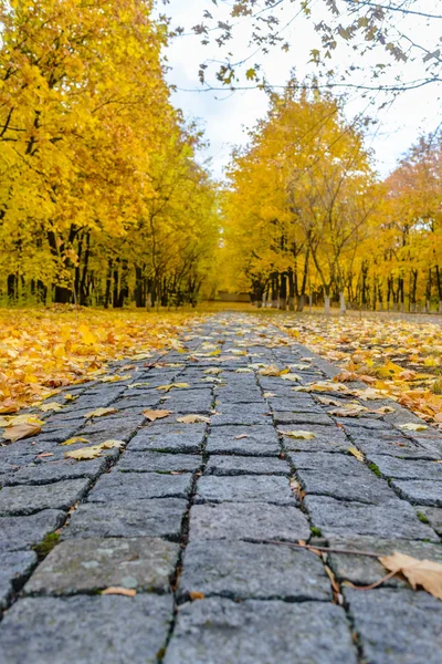 Camino a través de coloridos bosques de otoño amarillo —  Fotos de Stock