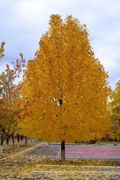 Colorful yellow autumn tree — Stock Photo, Image