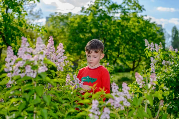 Vacker liten pojke samlar lila blommor — Stockfoto