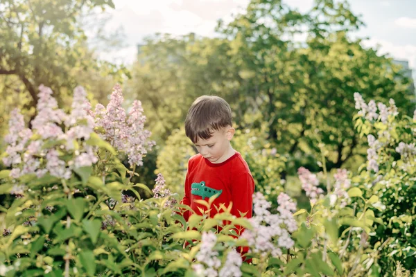 Красивый маленький мальчик собирает свежие сиреневые цветы — стоковое фото