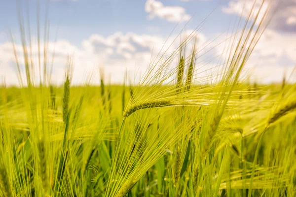 Gros plan de jeunes blés verts frais — Photo