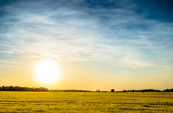 Campo de amadurecimento do trigo ao pôr-do-sol — Fotografia de Stock