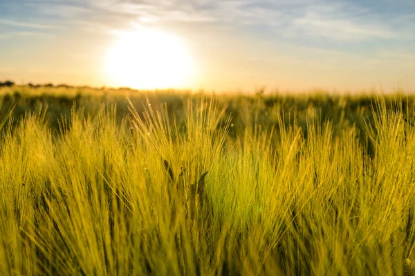 Coucher de soleil ardent sur une récolte de blé mûrissante — Photo