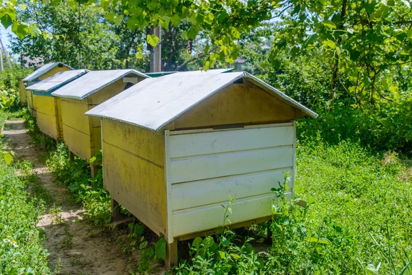 Reihe von Bienenstöcken im Garten oder Bienenhaus — Stockfoto