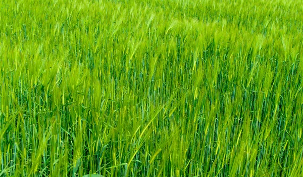 Background of fresh green wheat in a field — Stock Photo, Image