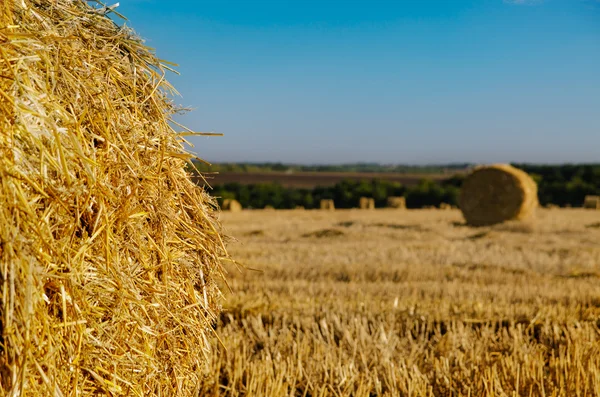 Round hay bales in a newly mowed field — Stock Photo, Image