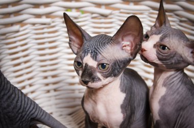 Ciddi gri küçük Sphynx kameraya bakıyor