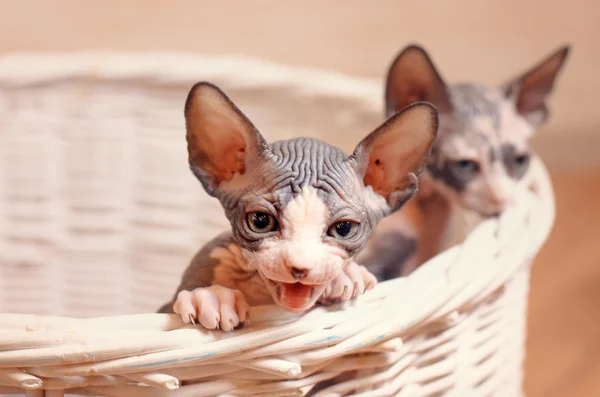 Nära håll Sphynx kattungar inuti ett trä korg — Stockfoto