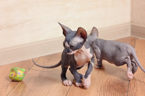 Nahaufnahme kleiner Sphinx-Kätzchen im Haus — Stockfoto