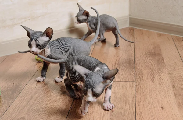 Close up Little Sphynx Kittens Inside the House — Stock Photo, Image