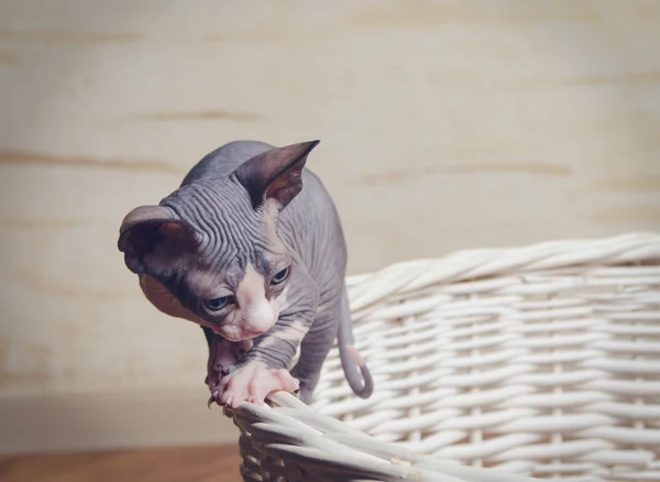 Kleine Sphinx-Katzen auf dem Rand eines Holzkorbs — Stockfoto