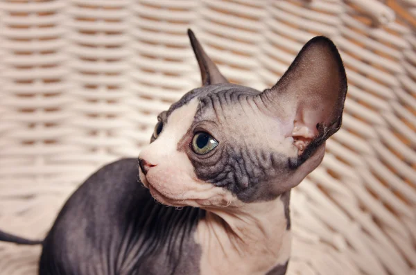 Serious Gray Little Sphynx looking at the Camera — Stock Photo, Image