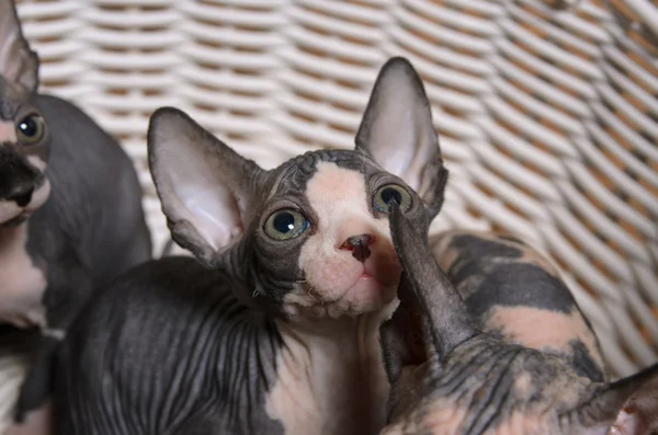 Grå Sphynx kattungar inuti en korg tittar upp — Stockfoto