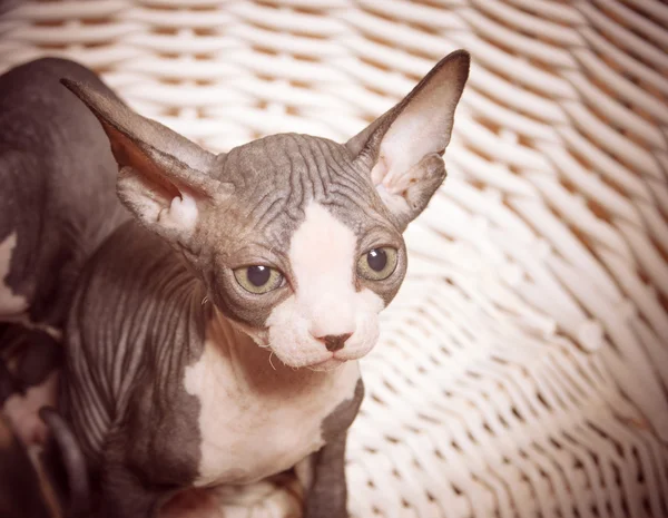 Serious Gray Little Sphynx looking at the Camera — Stock Photo, Image