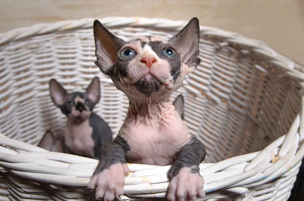 Graue Sphinx-Kätzchen in einem Korb, der nach oben schaut — Stockfoto