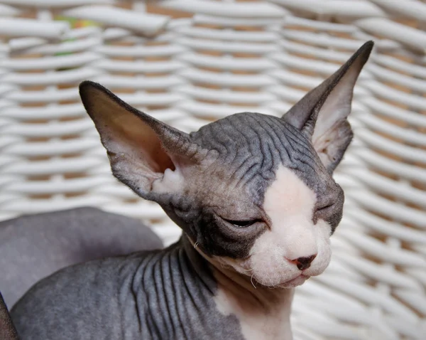 Ernster grauer kleiner Sphinx, der in die Kamera schaut — Stockfoto