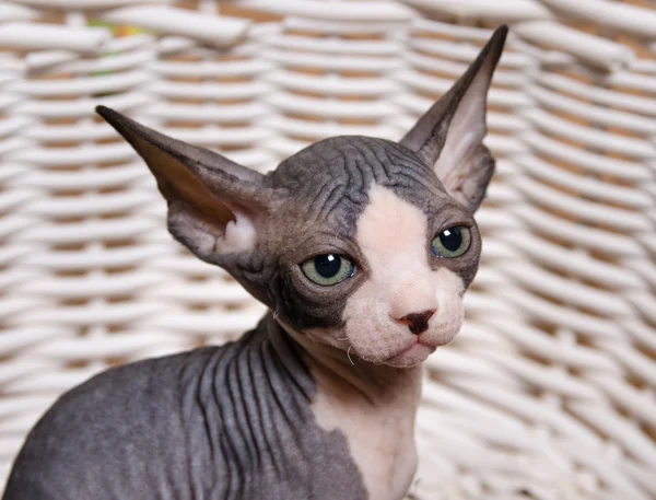 Serious Gray Little Sphynx mirando la cámara — Foto de Stock