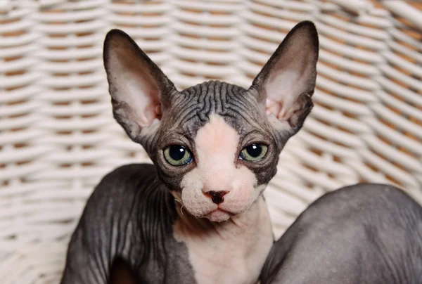 Serious Gray Little Sphynx looking at the Camera — Stock Photo, Image