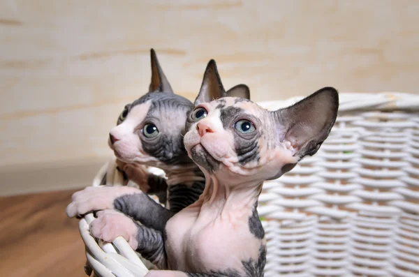 Sphynx Kittens Inside a Basket Looking Up — Stock Photo, Image