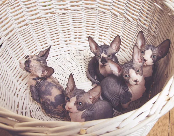 Weinig grijze Sphynx Kitten binnen de mand — Stockfoto