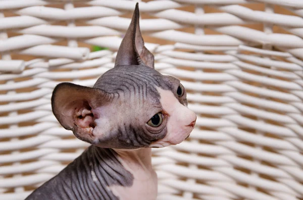 Allvarliga grå lilla Sphynx tittar på kameran — Stockfoto