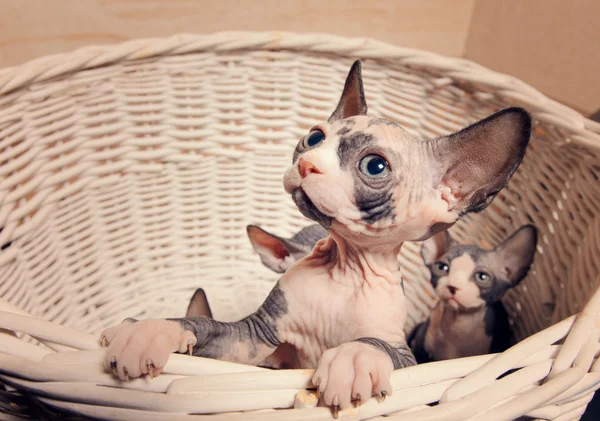 Pequeños gatos de esfinge dentro de una cesta de madera — Foto de Stock